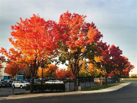 5 Pros And 4 Cons Of Maple Trees Progardentips