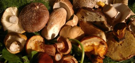 Edible August fungi – Galloway Wild Foods