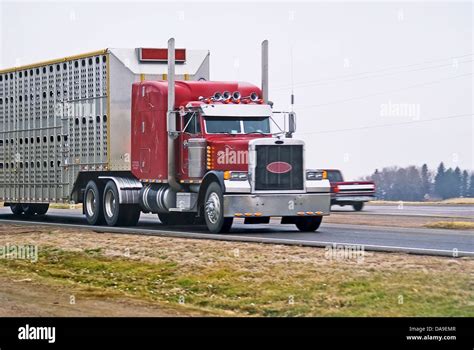 Semi Truck Pulling A Livestock Trailer Stock Photo 57986791 Alamy