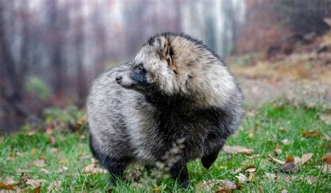 Raccoon Dog Sefarimshah