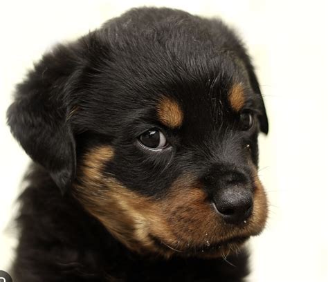 The Complete Guide To German Rottweiler Pups