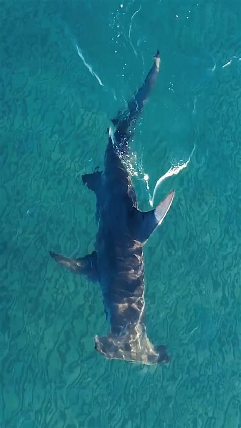 The Great Hammerhead Largest Of All The Hammerhead Species Critically