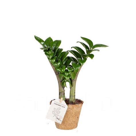 Замиокулькас Зензи, под заказ. Цена: 1 523₽ во Владивостоке