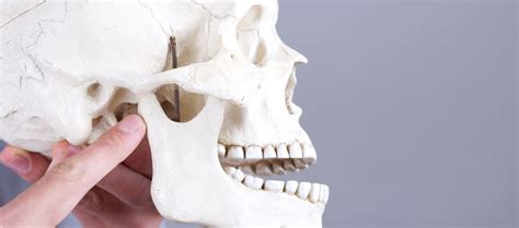 La Articulacion Temporomandibular Cl Nica Dental Equipo De La Torre