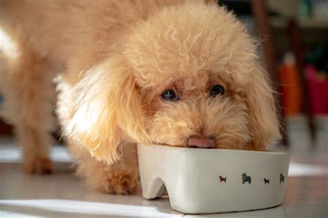 トイプードルの餌の量｜子犬・成犬だとどれくらいが適正？