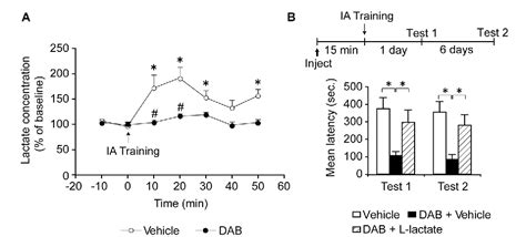 Figure 2 From The Role Of Lactate Mediated Metabolic Coupling Between Astrocytes And Neurons In