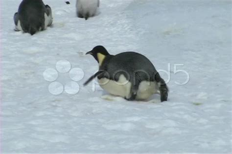 Baby Emperor Penguins Sliding