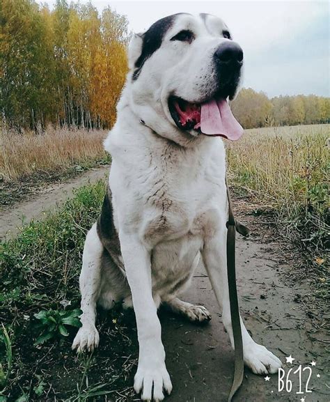 Turkmen Alabai Dog Alabai Dog Dog Breeds Shepherd Dog