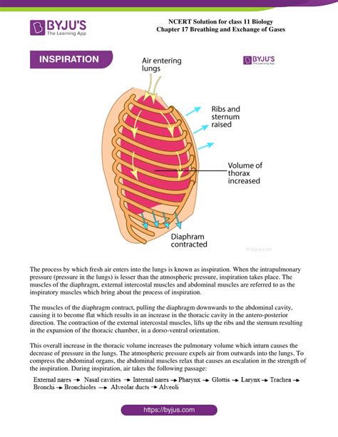 Ncert Solutions Class Biology Chapter Breathing And Exchange Of