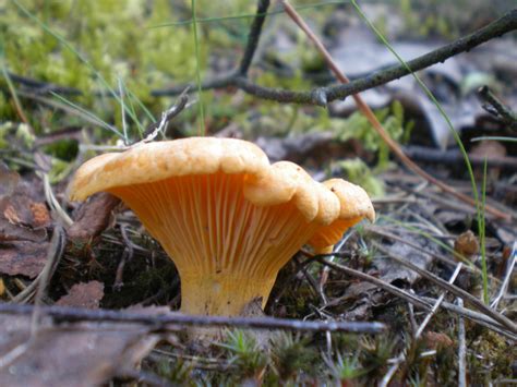 Cantharellus Cibarius Dscn Pieprznik Jadalny Kurka Flickr