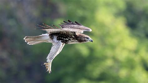 Hawk Attack Photograph By Jim Nelson Fine Art America