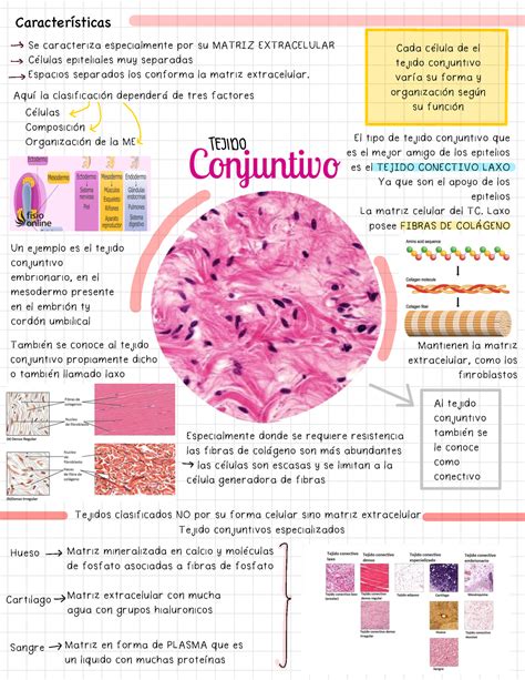 Tej conjuntivo Conjuntivo Características Se caracteriza