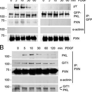 Tyrosine Phosphorylation Of PKL Regulates Its Interaction With