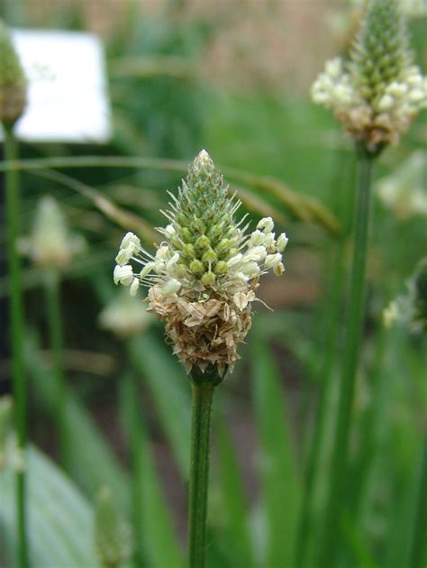 buckhorn plantain plantago lanceolata plant pest diagnostics