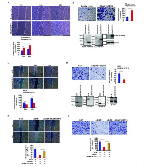 Adam Promotes Colorectal Cancer Cell Migration And Invasion A B