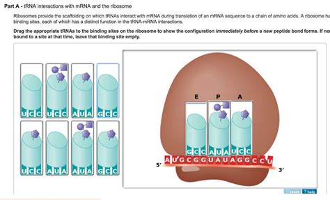 Drag The Appropriate Trnas To The Binding Sites On The Ribosome To Show