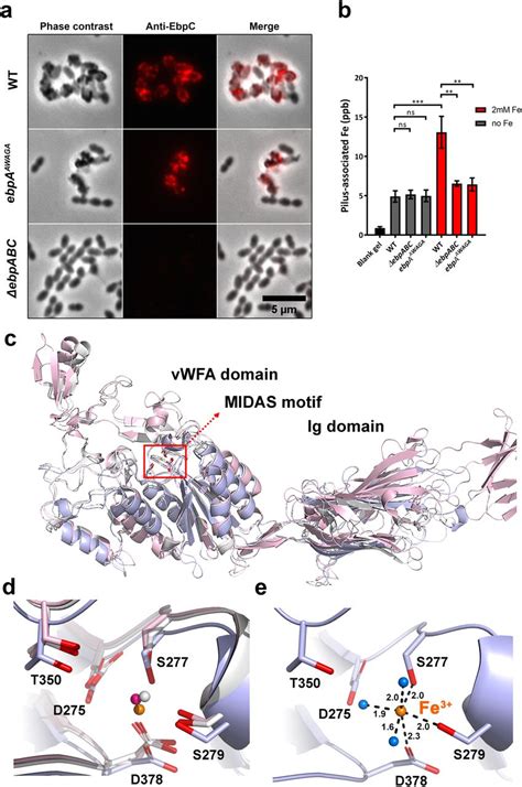 Biofilm Cell Pellet Millipore Bioz