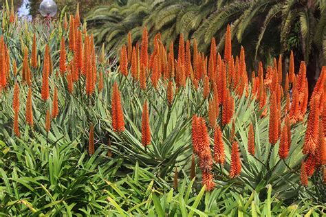 Aloe Flower Meaning Symbolism And Colors Pansy Maiden