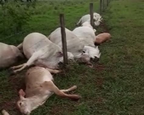 Raio Mata 29 Vacas E 22 Bezerros Em Propriedade Rural Do Paraná Norte