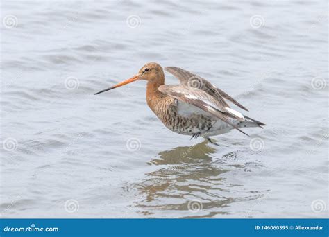 Black Tailed Godwit Limosa Limosa Wader Bird Foraging In Shallow Water