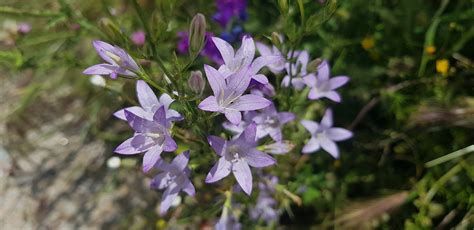 Violette Blume Botanik Glocke Lila Kostenloses Foto Auf Pixabay Pixabay