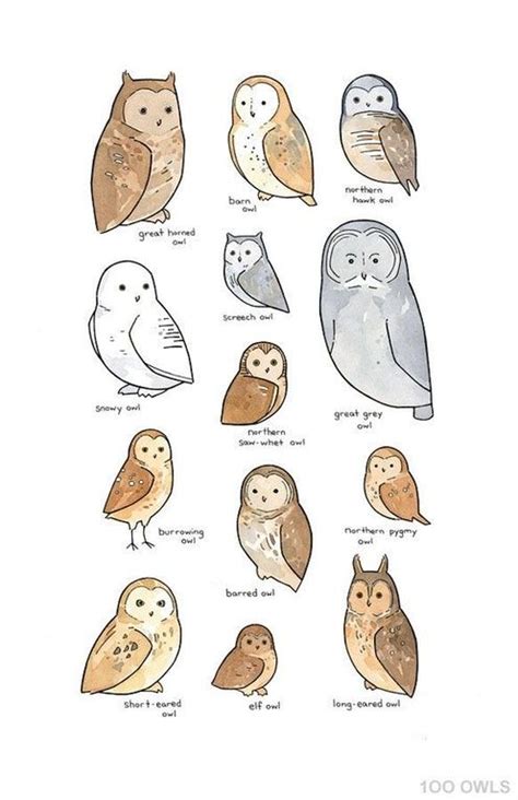 Owl species chart – Artofit