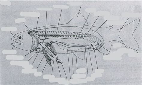 Fish Anatomy Diagram | Quizlet