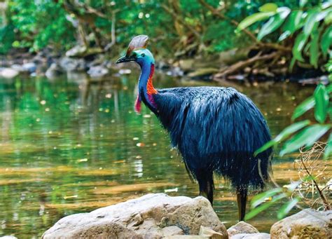 Cassowary In The Daintree Rainforest Rainforest Animals Daintree