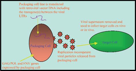 Recent Developments In Retroviral Mediated Gene Transduction Molecular