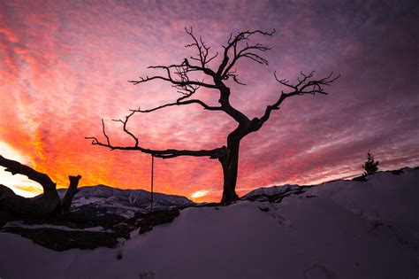 The Burmis Tree This Tree Is One Of The Most Photographed In The