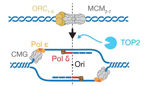 Dna Replication Initiation Shapes The Evolution And Expression Of The