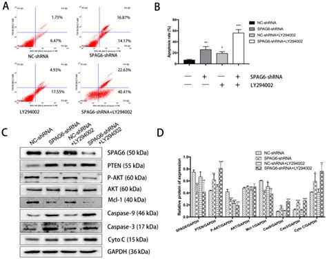 Spag6 Silencing Induces Apoptosis In The Myelodysplastic Syndrome Cell