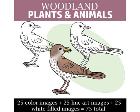 Woodland Clipart forest Plants and Animals Clip Art - Etsy