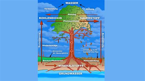 B Ume Wie Funktioniert Ein Baum Pflanzen Natur Planet Wissen