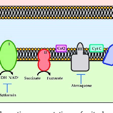 Schematic Representations Of Mitochondrial Electron Transport Chain