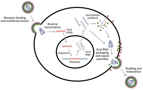 Viral Vector At Collection Of Viral Vector Free For