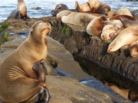 San Diego Sea Lions and Seals: Where to Safely and Responsibly See Them