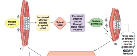 Muscle And Neuron Flashcards Quizlet