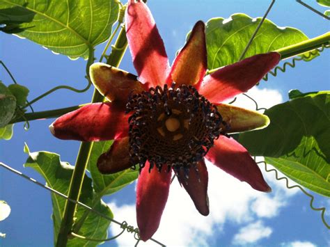 Free Images Blossom Vine Leaf Food Produce Botany Flora