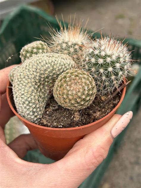 Mammillaria Matudae Thumb Cactus Cristata Cactuses Mammillaria