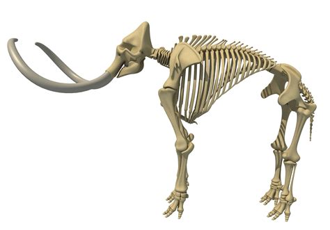 Mammoth skeleton 3D Model $10 - .fbx - Free3D