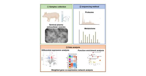 Proteomics And Metabolic Characteristics Of Boar Seminal Plasma