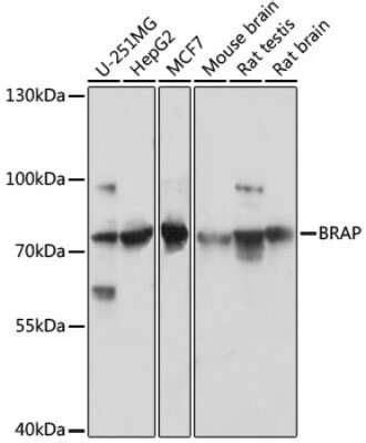 Brap Antibody Azide And Bsa Free Nbp Bio Techne