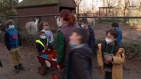 Campos de férias regressam ao zoo de Santo Inácio após dois anos de