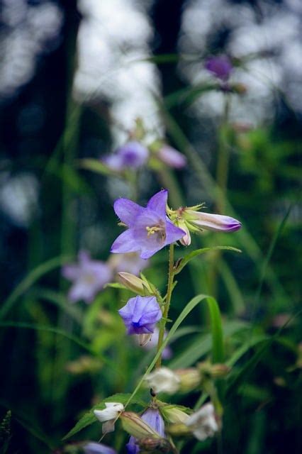 Glocke Blumen Wilde Kostenloses Foto Auf Pixabay Pixabay