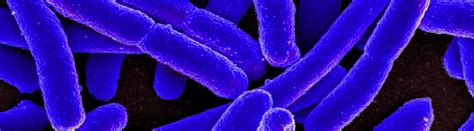 E Coli Prevention Niaid National Institute Of Allergy And