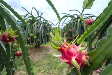 Dragonfruit Plants A Complete Guide To Growing Caring And Utilizing