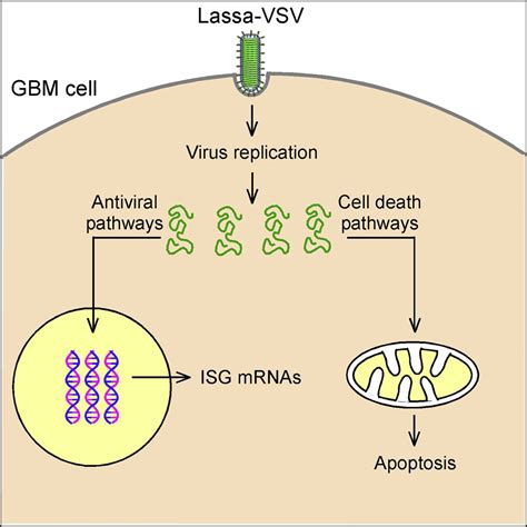 Diversity In Responses To Oncolytic Lassa Vesicular Stomatitis Virus In Patient Derived