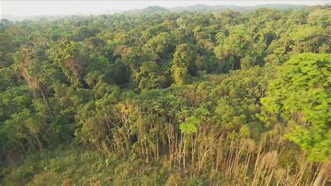 Pesquisa Mostra Que Florestas Em Terras Indígenas São Mais Preservadas