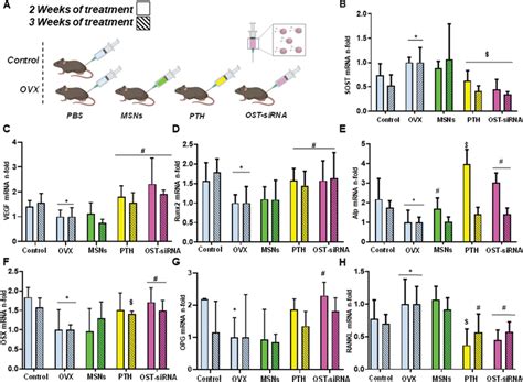 In Vivo Gene Expression Evaluation Measured By QRTPCR In Femur Bone